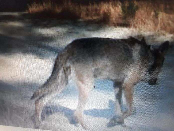 Een foto van mannetjeswolf August vrijgegeven in augustus 2018.