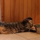 Deze luie kat maakt het zichzelf gemakkelijk