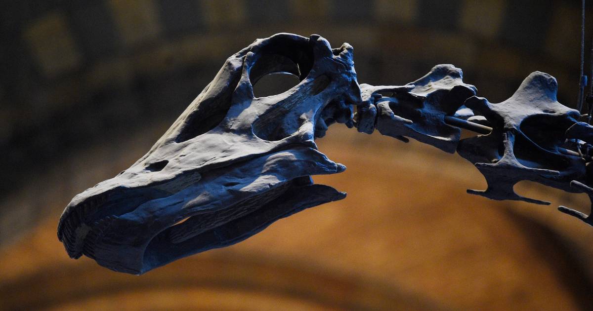 Photo of Hallazgo del cráneo más completo de un «enorme saurópodo» |  Ciencia