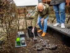 Lokkast uit België moet oplossing zijn voor rattenplaag: de dieren verdrinken