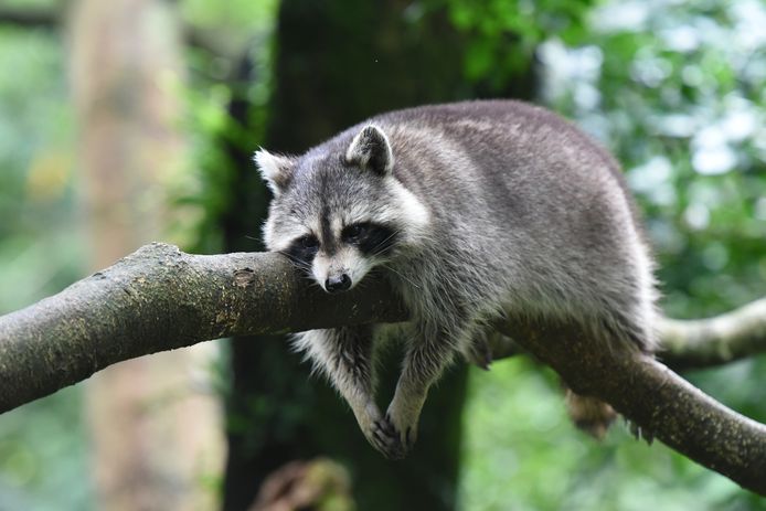 Dierenorganisaties Provincie Stop Wasberenjacht Apeldoorn Destentor Nl