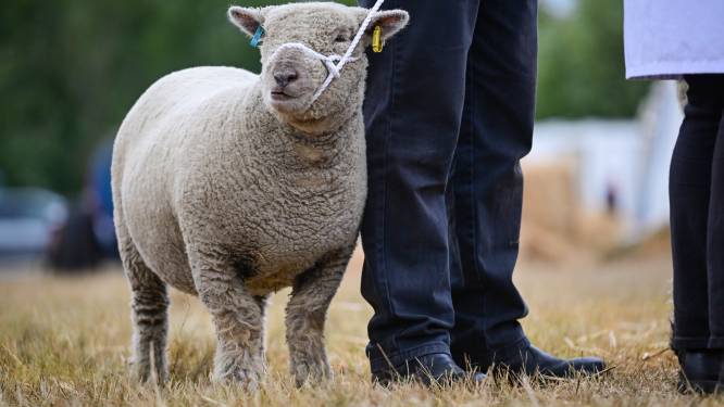 Siberische autoriteiten geven schapen aan families van reservisten