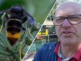 Veluwse imkers bestrijden hoornaar: 'Eet 11 kilo insecten'