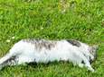 16 jaar cel voor kattenmoordenaar wegens "gevaar voor escalatie tot hogere levensvormen"