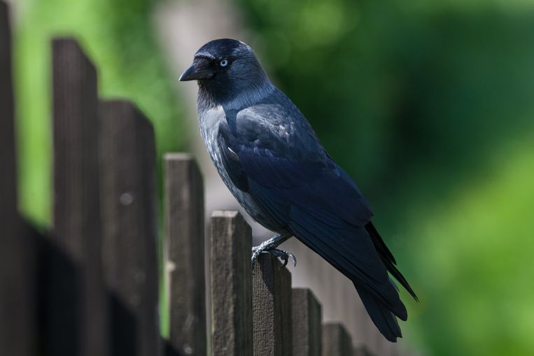 De kauw stond in voor bijna een zesde van de getelde vogels in en rond de school. Beeld Photo News