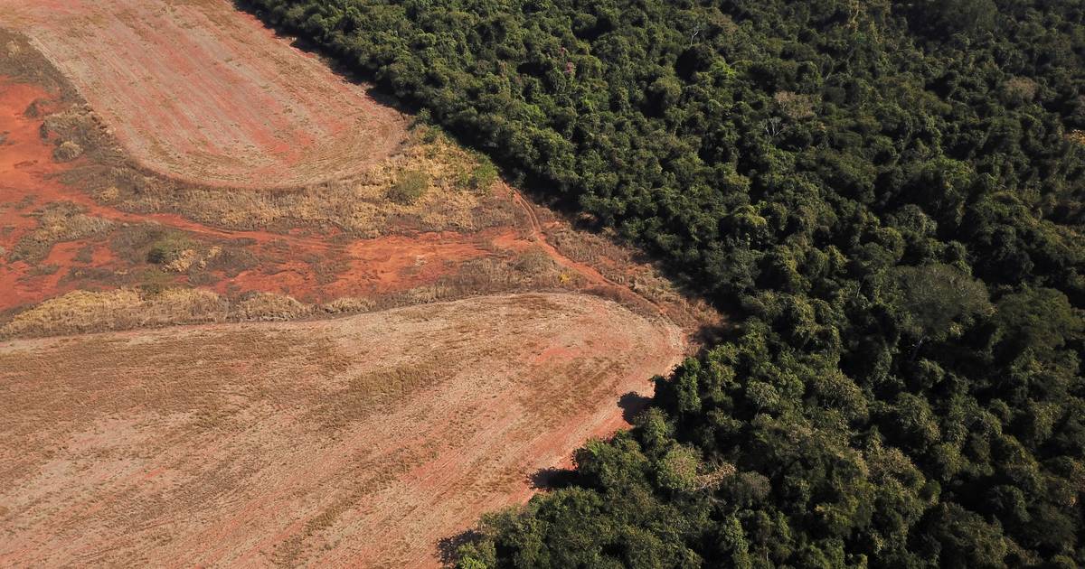 100 negara, termasuk Belanda, setuju untuk mengakhiri deforestasi dalam sepuluh tahun |  Luar negeri