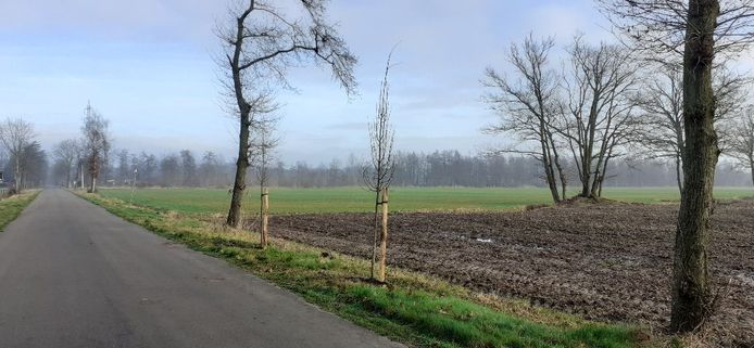 In de Brijloopsedijk in Ten Aard en in Heide in Retie worden 53 winterlindes aangeplant.