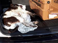 Un chien meurt après avoir passé une heure dans une voiture en plein soleil