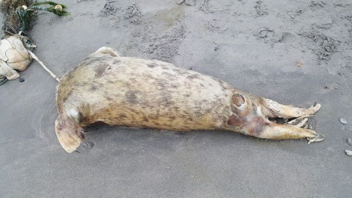 De grijze zeehond die Jaap van der Hiele op 24 oktober aantrof bij Kamperland, gestikt in een visnet.