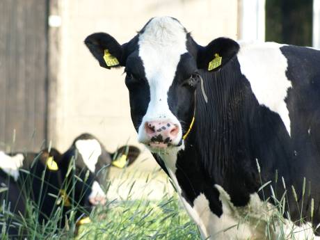 Uitkopen Brabantse boeren kost miljoenen