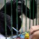 Chimpansees niet langer proefdieren in VS?