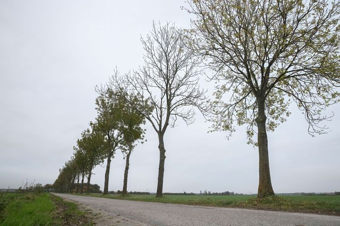 Ook aan de Nieuwe Weg tussen Zevenbergen en Moerdijk moeten de essen verdwijnen omdat ze ziek zijn.