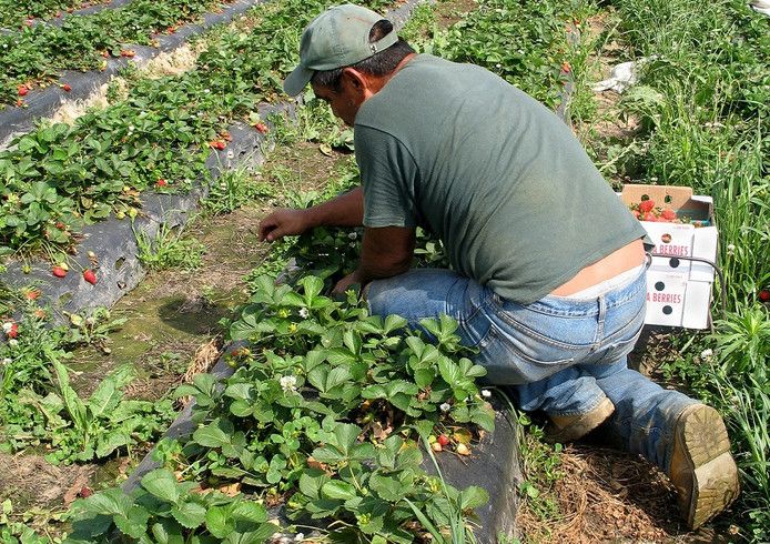 De arbeidsmigranten werken vaak in en rondom de gemeente Steenbergen.