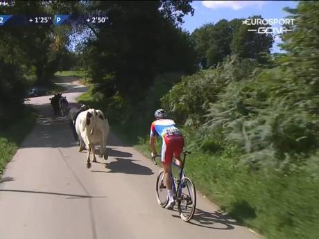 Koeien hinderen Niki Terpstra in Bretagne Classic, Cosnefroy verslaat Alaphilippe