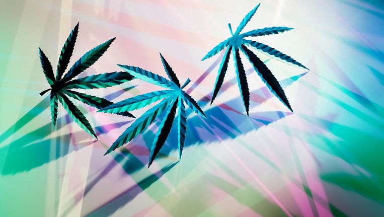 Sterke Amsterdamse Wiet Vergroot Kans Op Psychoses Het Parool