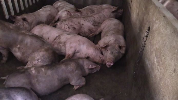 Varkens met hittestress, uit de video van Animal Rights.