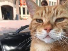 Deventer in rouw om geliefde stationskat Sunny: krijgt de rode kater een monument?