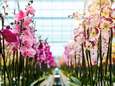 Andelse orchideeënkweker mag toch uitbreiden én 274 arbeidsmigranten huisvesten