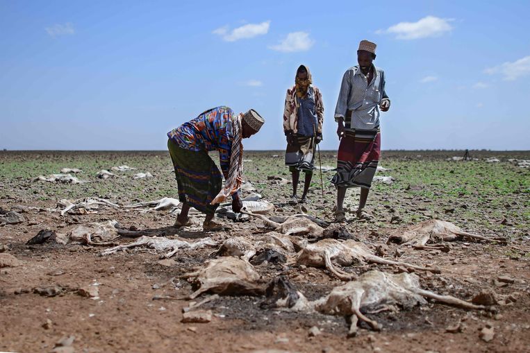 Droogte in Kenia Beeld AFP