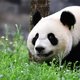 Chinese panda’s blijken geen melkkoe