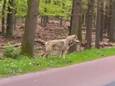 Deze wolf liep gisteren langs de weg in Ermelo