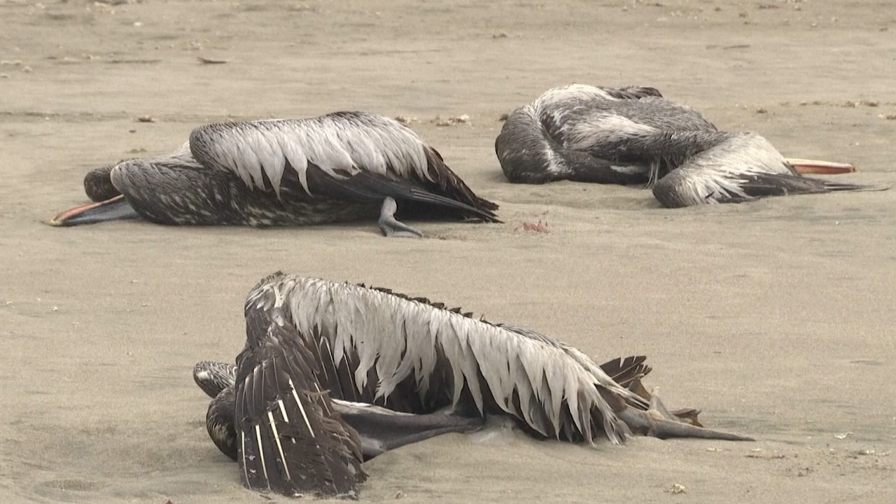Près de 14 000 oiseaux sont morts de la grippe aviaire près de Lima, au Pérou.