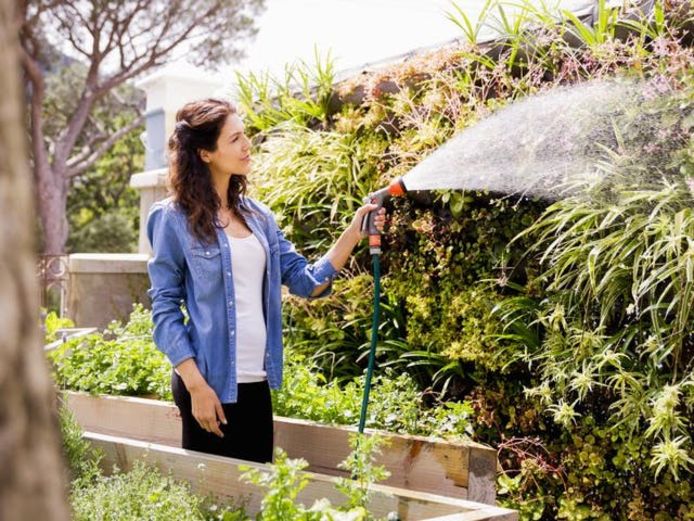 Geef gericht water in plaats van je hele tuin te besproeien, sproei je gazon niet onnodig en zeker niet op het warmste moment van de dag.
