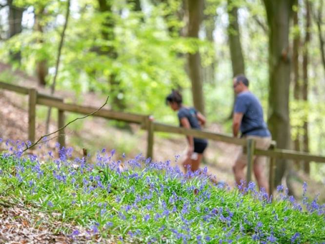 Wat te doen in het zuiden van West-Vlaanderen dit weekend: van hyacinten spotten tot frikandellen eten