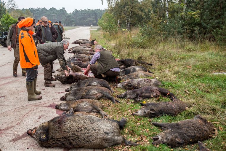 Door overlast werd zaterdag een jacht op everzwijnen georganiseerd in Hechtel en Leopoldsburg. Er werden maar liefst 56 dieren geschoten. De hele jachtperiode zullen zo'n 1.000 everzwijnen gedood worden.