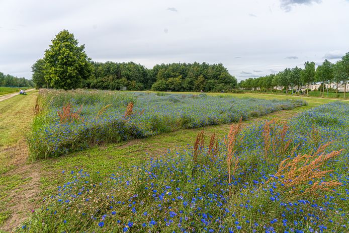 In het Schellerpark in Zwolle-Zuid is een deel van het speelveld nu ingezaaid met een wildmengsel.