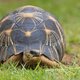 Bedreigde schildpad gestolen uit Australische zoo