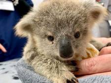 Voici comment venir en aide aux animaux rescapés en Australie