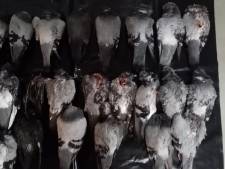 Tientallen dode duiven in Lelystad, mogelijk sprake van vergiftiging
