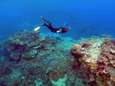Luidsprekers misleiden vissen en helpen bij het herstel van beschadigd koraal 