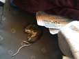 Vrouw vindt dode rat in bagage na vlucht met American Airlines