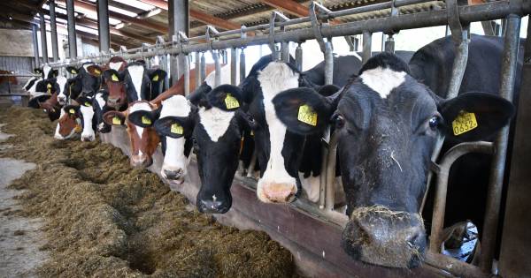 LTO erkent aandeel in schuld mestdrama: ‘Boeren zijn gigantisch in de knel gekomen’