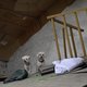 Hulpdiensten gaan huisdieren herenigen met baasjes: gegevens tijdelijk opengesteld