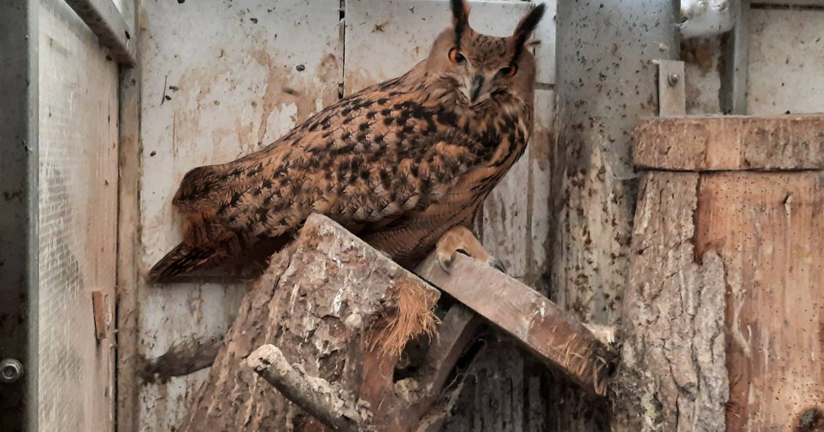 Ruim 100 vogels 'onder erbarmelijke omstandigheden' vast, inspectie grijpt in - BD.nl