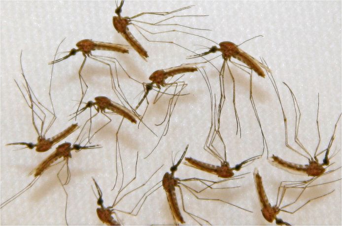 Indonesië deelt klamboes uit in de strijd tegen de malariamug.