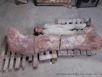 Grootste dinosaurussoort ter wereld wordt 'Patagotitan mayorum' gedoopt