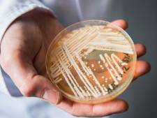 Wat is de potentieel dodelijke Candida auris-schimmel en hoe loop je 'm op?