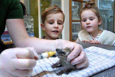 Egeltjes voeren achter de schermen van het vogelrevalidatiecentrum