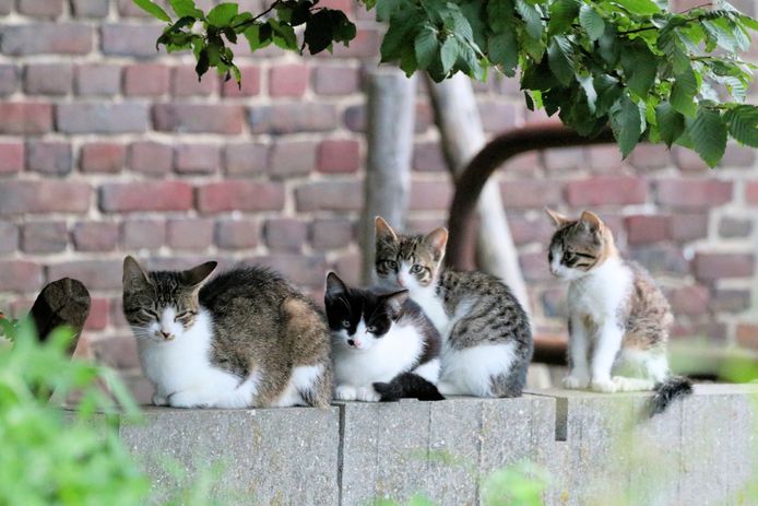 Ontslag nemen Gedateerd mate Verschrikkelijke ontdekkingen in Ede: twee zakken vol met dode kittens |  Binnenland | AD.nl