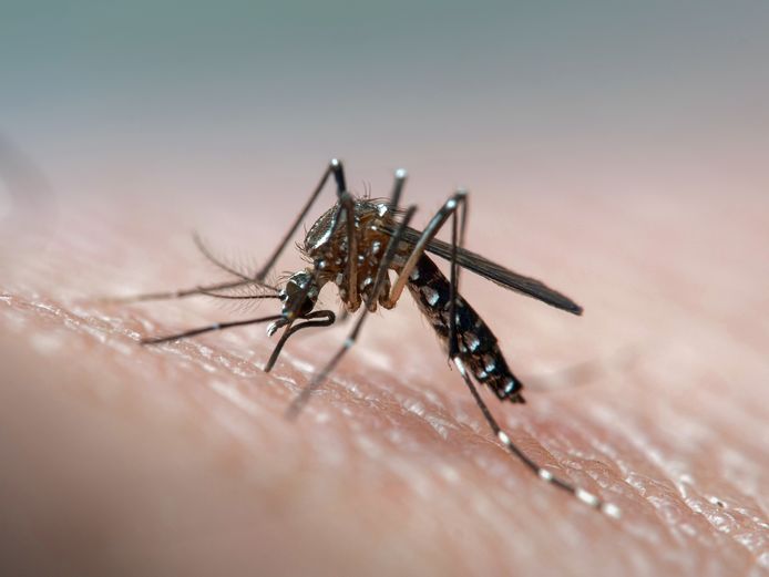 Veel van die ziektes worden bovendien door een heel beperkt aantal soorten overgebracht. Vooral het genus Aedes is dodelijk.