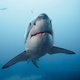 Haaien gebruiken magnetisch veld van aarde als gps
