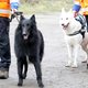 Amsterdam werkt aan nieuw bijtprotocol na snelle toename gevaarlijke honden