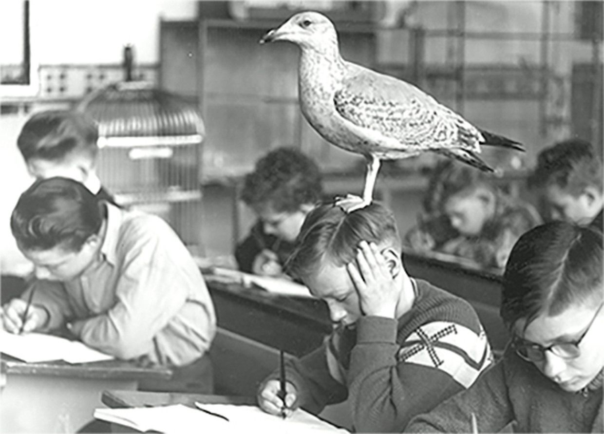 Hoewel er in het lokaal van meester Schot (foto boven) flink wat herstellende vogels leefden, stonk het er niet. De leerlingen waren verantwoordelijk voor het schoonhouden van de hokken. Aangestoken door de liefde voor natuur zijn veel leerlingen bioloog of dierenarts geworden. Beeld archief Vogelklas Karel Schot