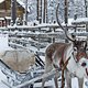 Lapland: een wit sprookje dat je moet hebben beleefd