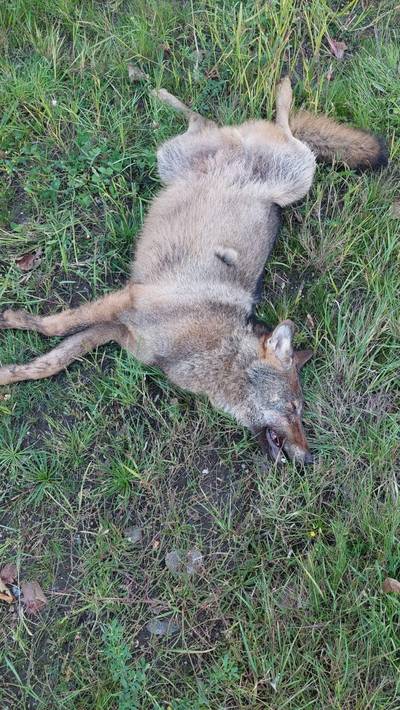 Limburgse wolvenwelp doodgereden in Houthalen-Helchteren