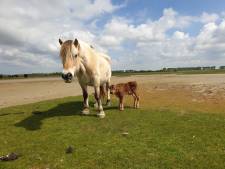 Aandoenlijk: verdwaald kalfje sluit zich aan bij kudde paarden